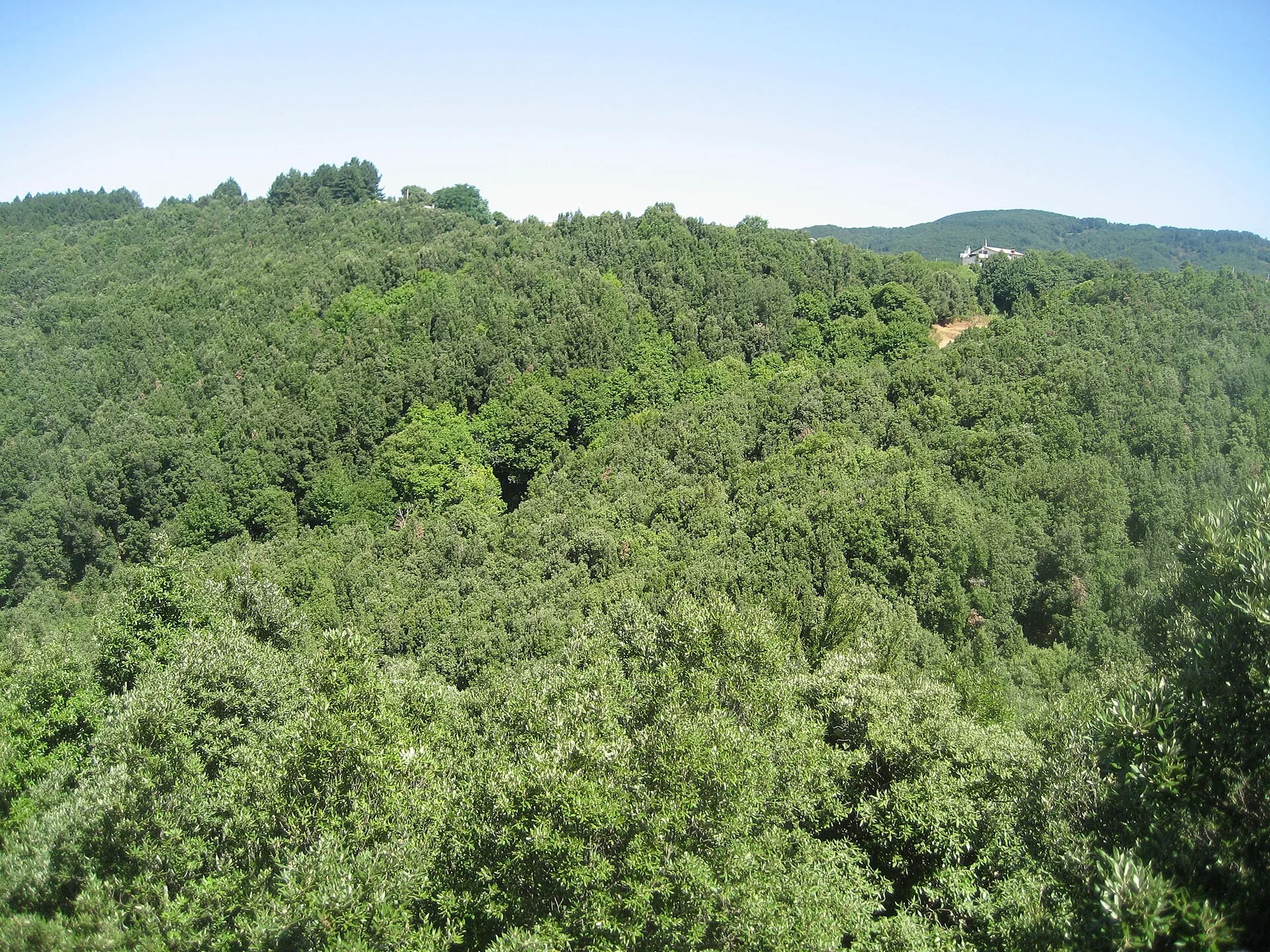Bosco delle Serre Calabresi visto dall'alto, Calabria